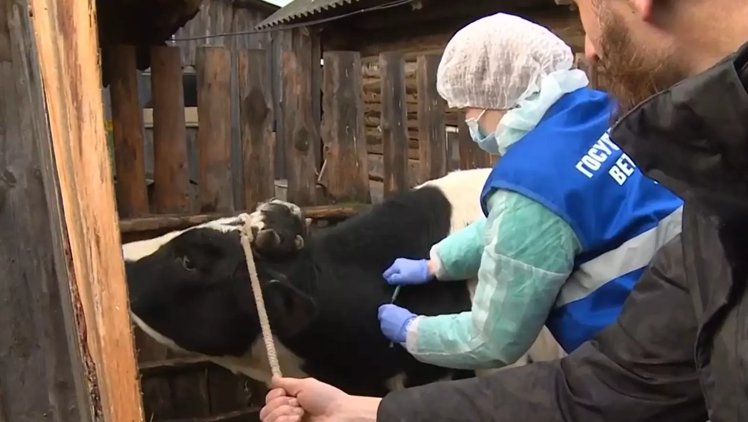 128 рублей за кг живого веса: жителям Удмуртии компенсируют изъятый скот