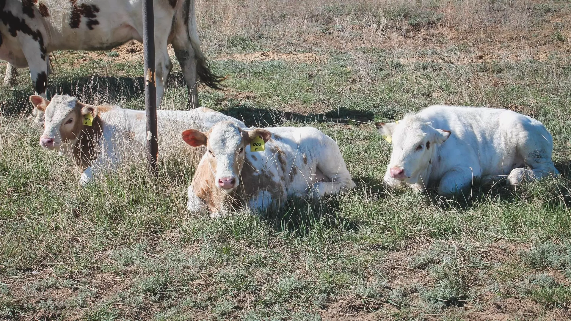 Скот во всех районах Удмуртии вакцинируют от узелкового дерматита