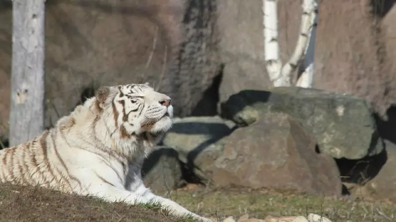 15 лет исполнилось бенгальскому тигру Аяксу из зоопарка Удмуртии