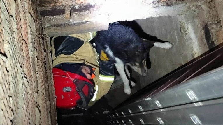 Упавшую в овощную яму собаку спасли в Сарапуле