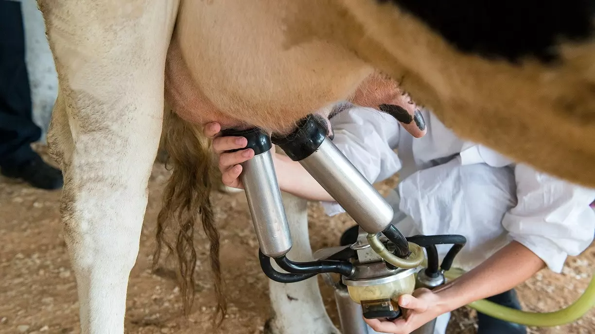 Управление ветеринарии: в Удмуртии перерабатывают молоко только от здоровых коров