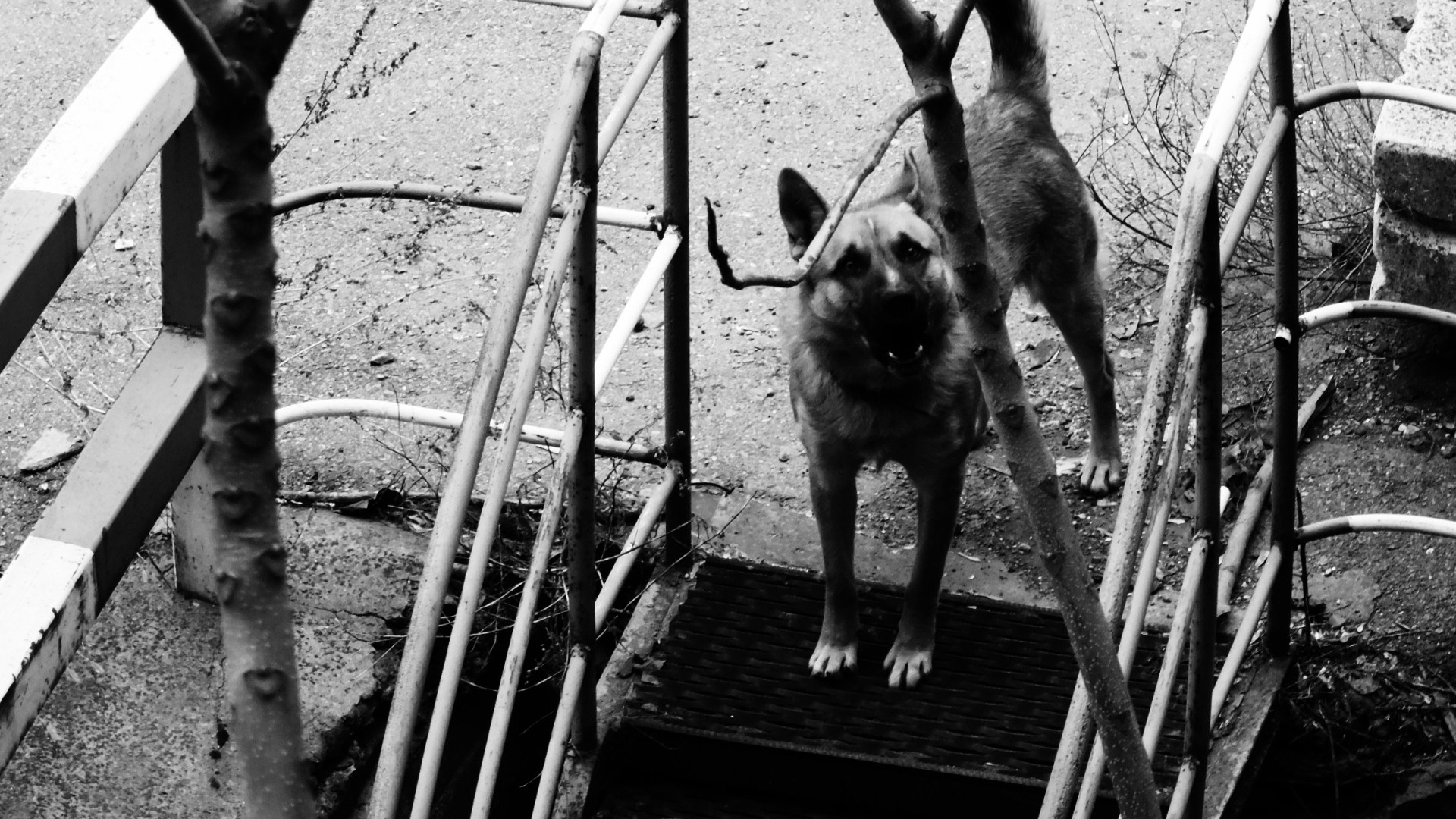 В Сарапуле на жителей и их животных нападают бездомные собаки