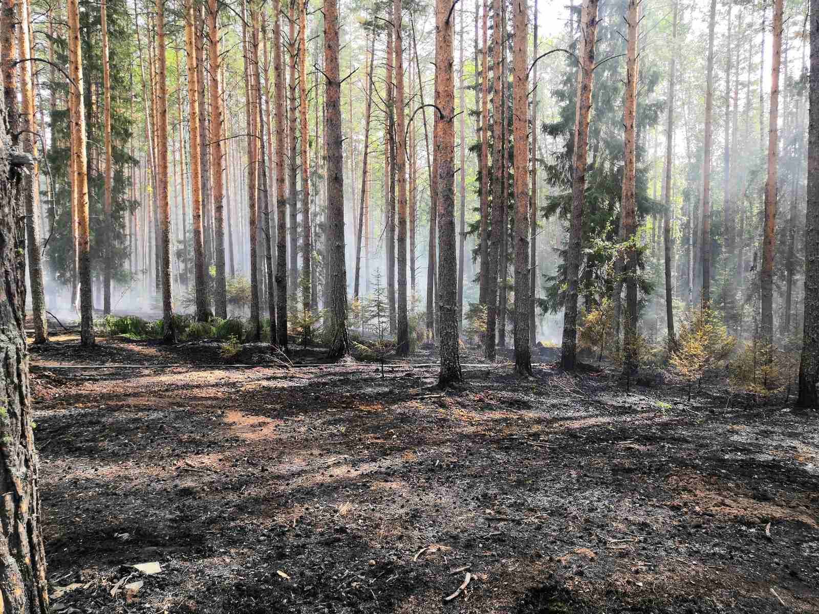 В Удмуртии зарегистрировано два лесных пожара