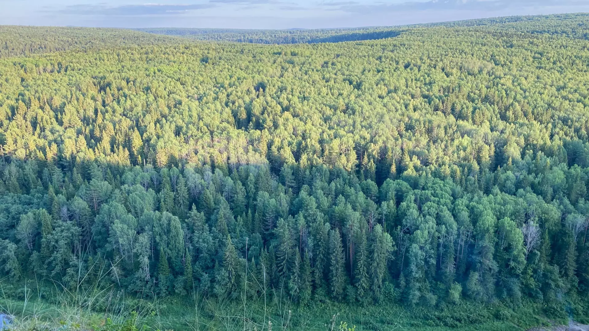 В лесах Дебесского района Удмуртии ввели карантин из-за жуков-усачей