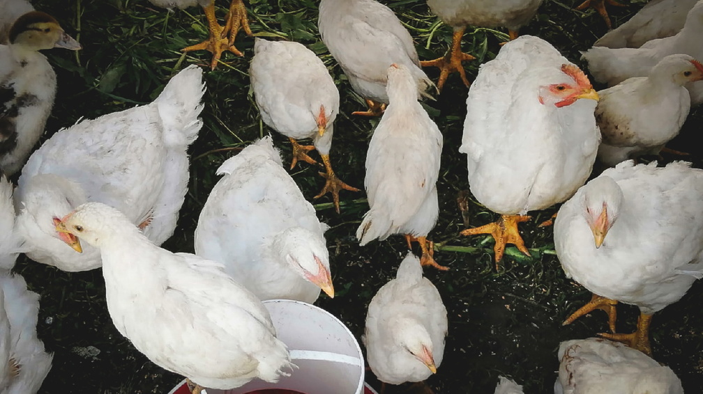 Россельхознадзор УР отчитал птицефабрики за недостаточный уровень защиты от гриппа