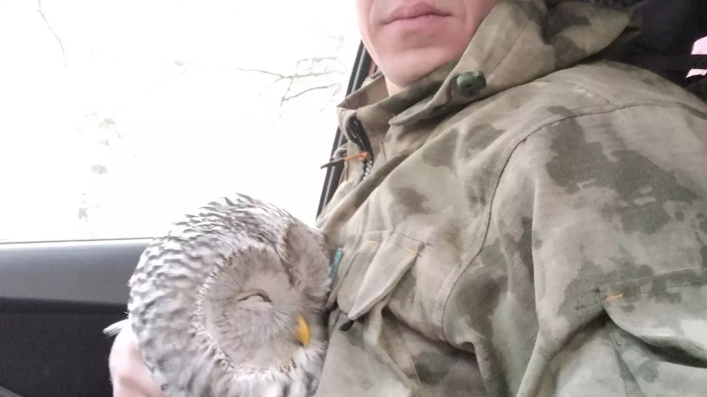 Редкую птицу отбил у ворон спасатель — доброволец в Глазове