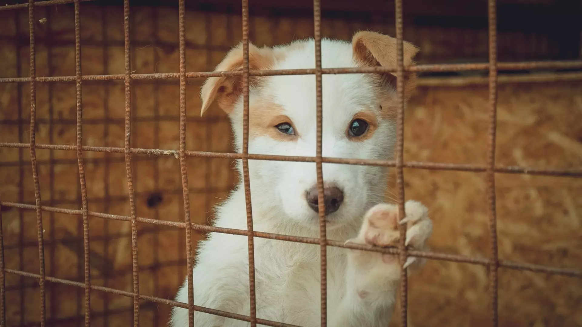 В Глазове проведут благотворительную акцию для приюта бездомных животных