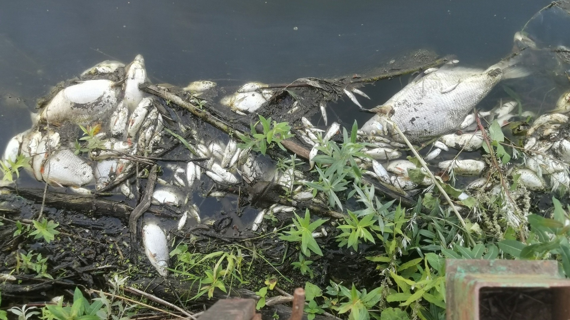 Экологическая катастрофа на реках Вала и Ува