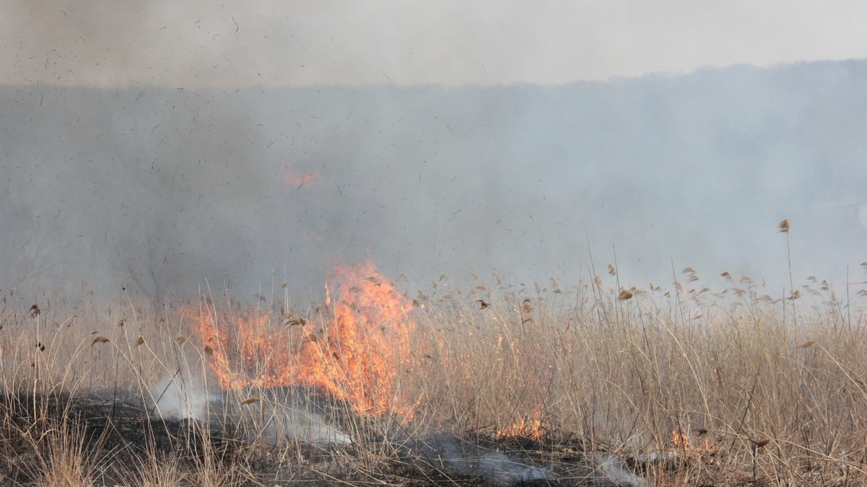 Жителей Удмуртии предупредили о чрезвычайной пожароопасности лесов
