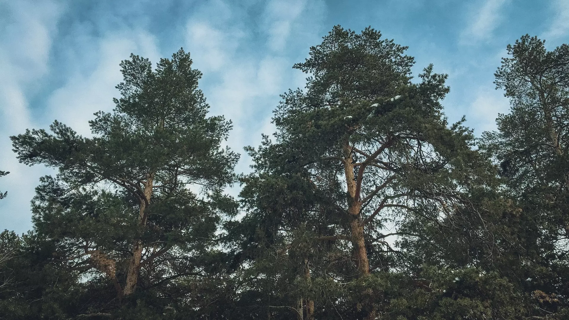 Более 10 600 гектаров леса восстановили в Удмуртии за 2023 год