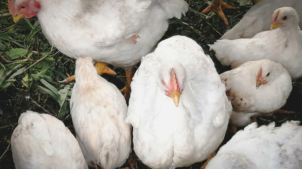 88 птиц с гриппом уничтожено в Ижевске