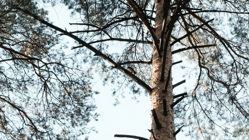 Условные сроки получили черные лесорубы за рубку в природном парке Удмуртии