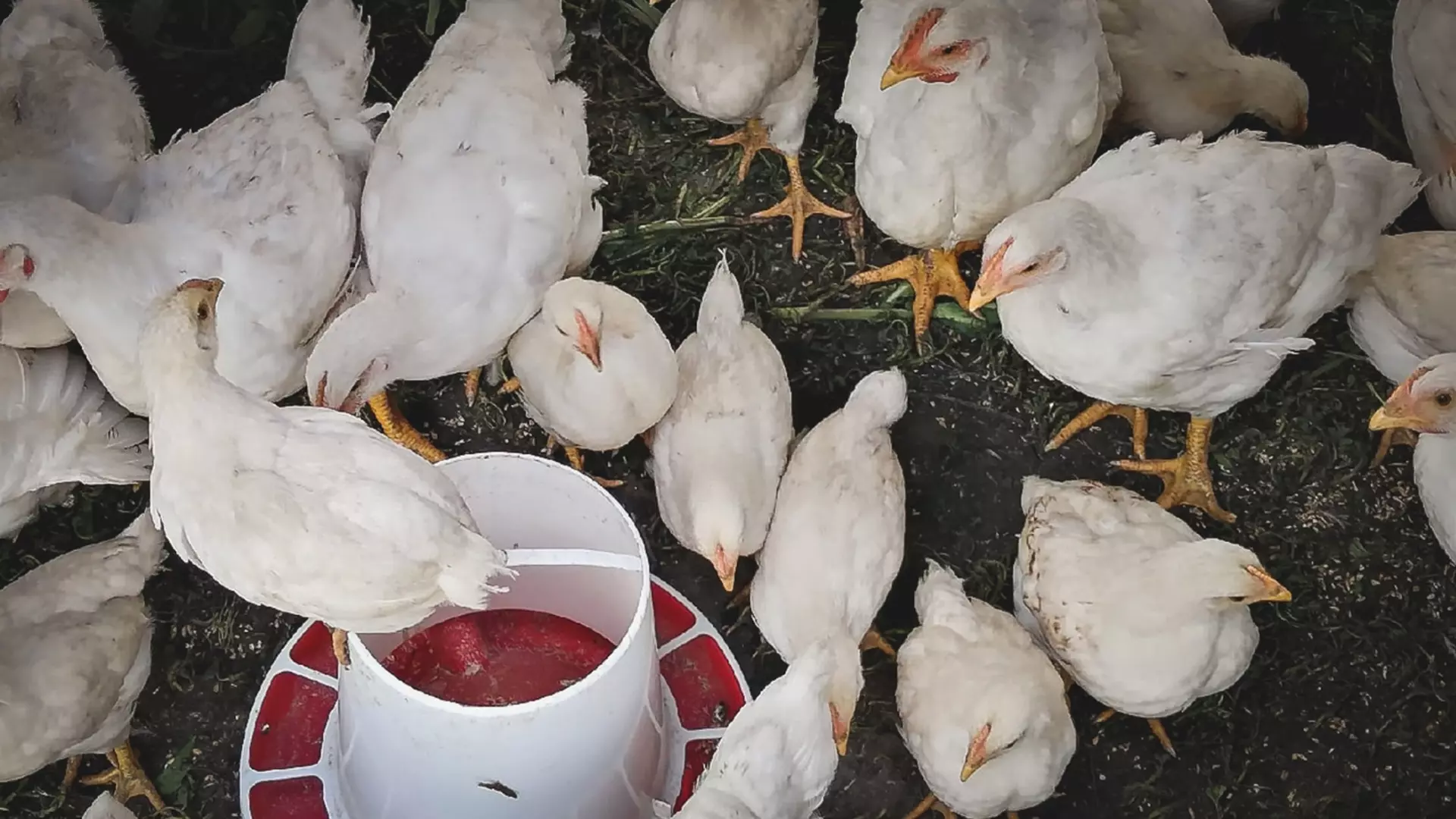 На птицефабрике в Сарапуле нашли нарушения