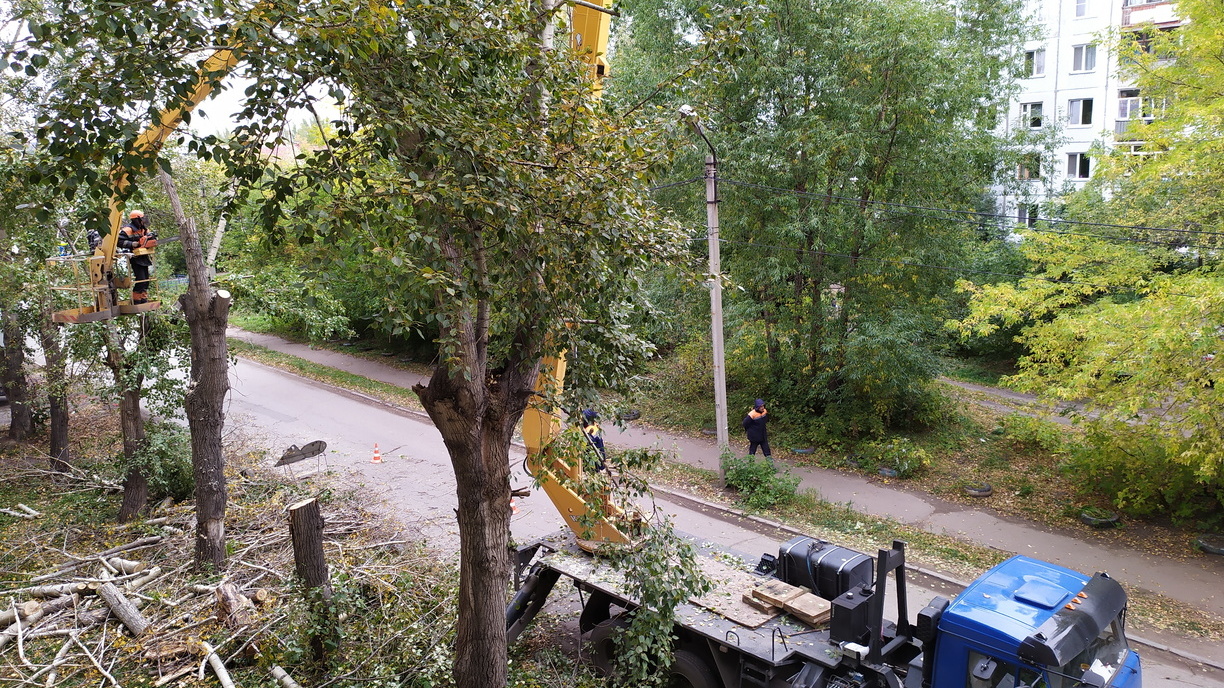 Аварийные деревья вдоль дорог и тротуаров вырубают в Ижевске