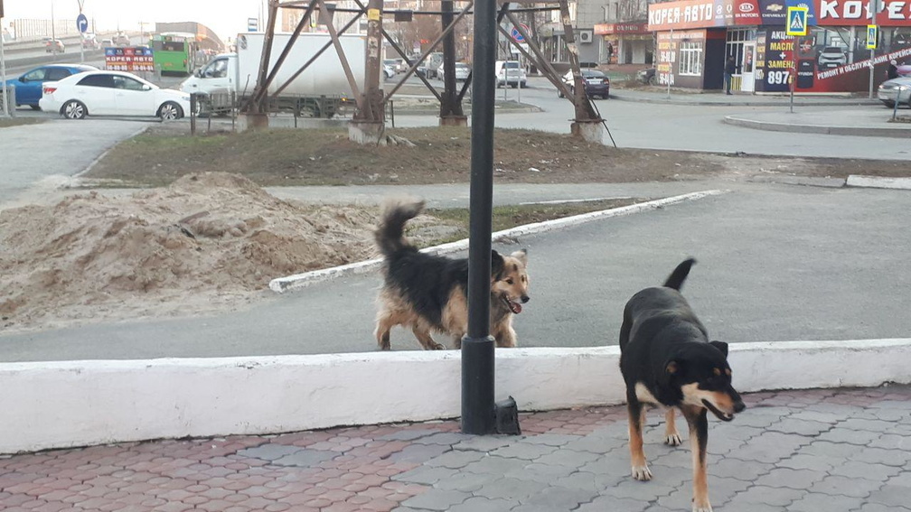 Жители Завьяловского района Удмуртии боятся бродячих собак