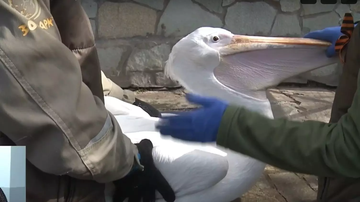 Пернатых в зоопарке Ижевска начали прививать от птичьего гриппа