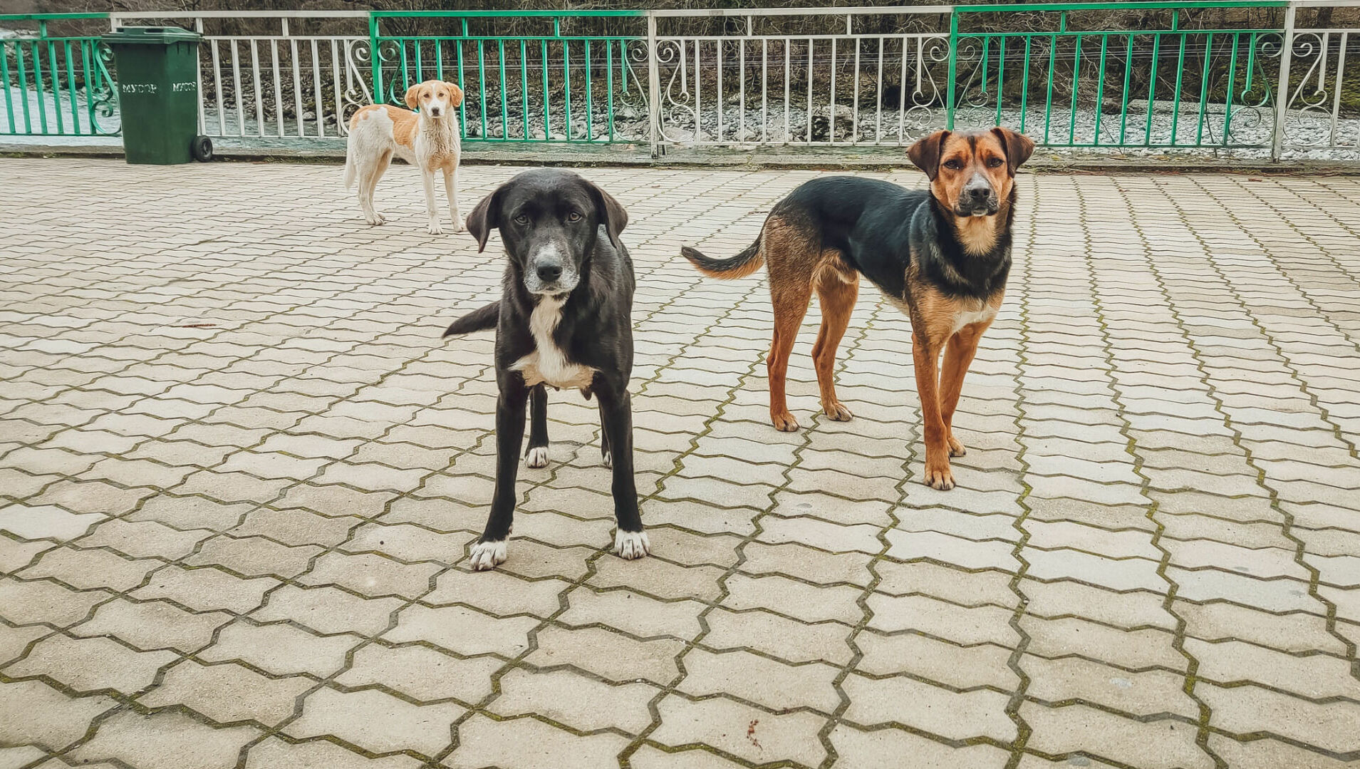 Стаю бродячих собак заметили жители в парке Кирова в Ижевске