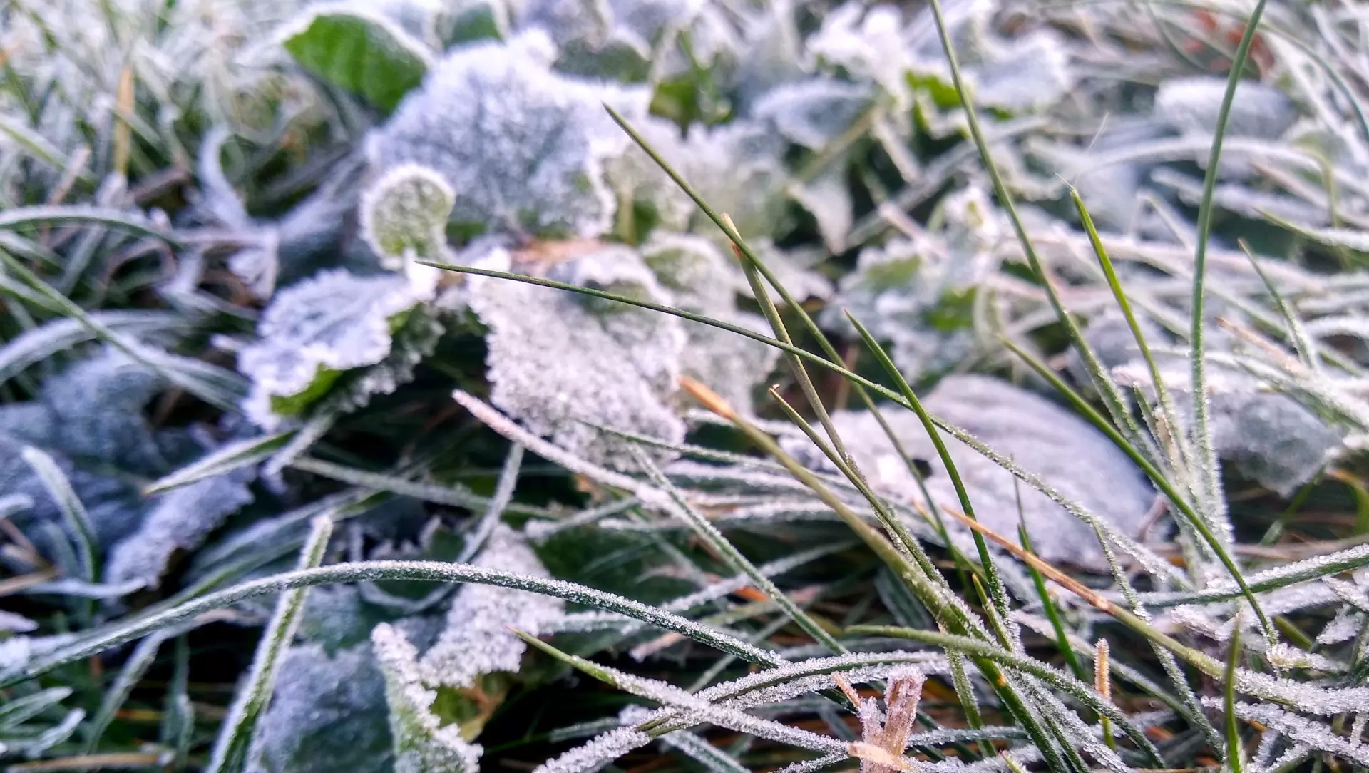Заморозки на почве: кратковременное похолодание пришло в Удмуртию