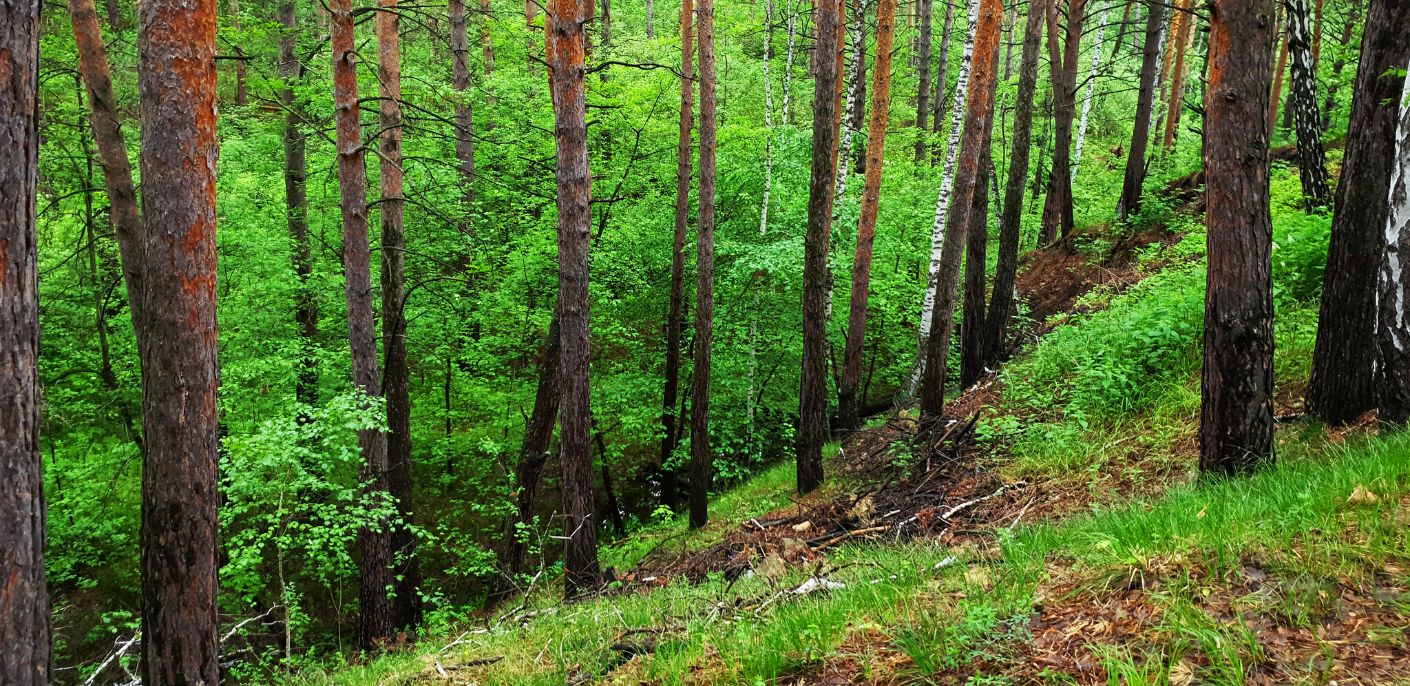 Больше половины удмуртского леса имеет старые документы