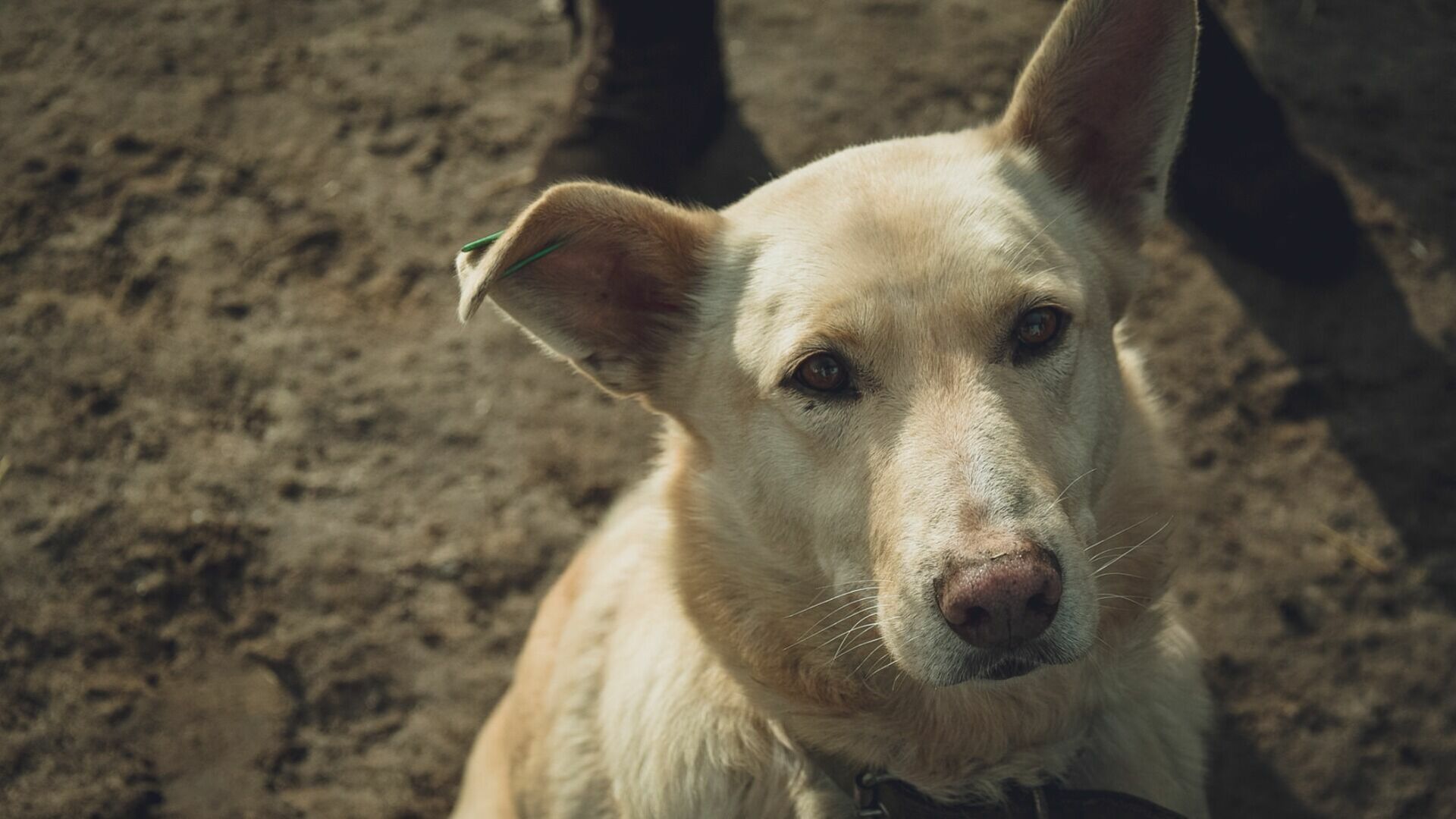 Якшур-Бодьинского живодера найдут и будут судить за жестокое обращение с собакой
