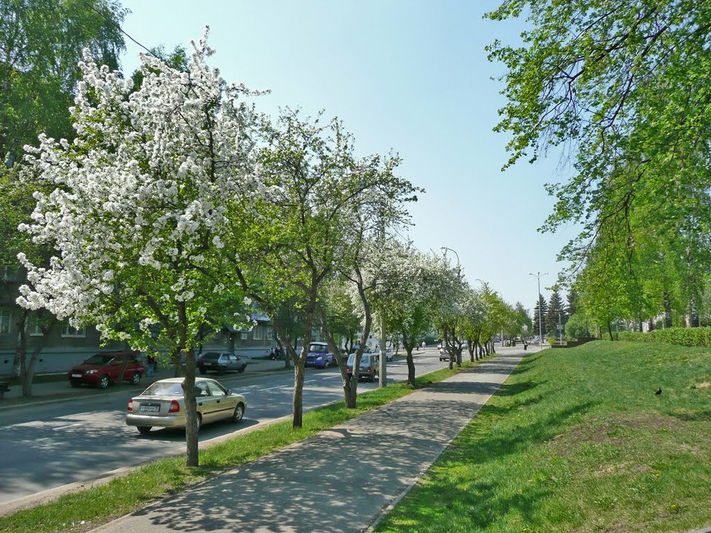 Яблони по улице Лихвинцева