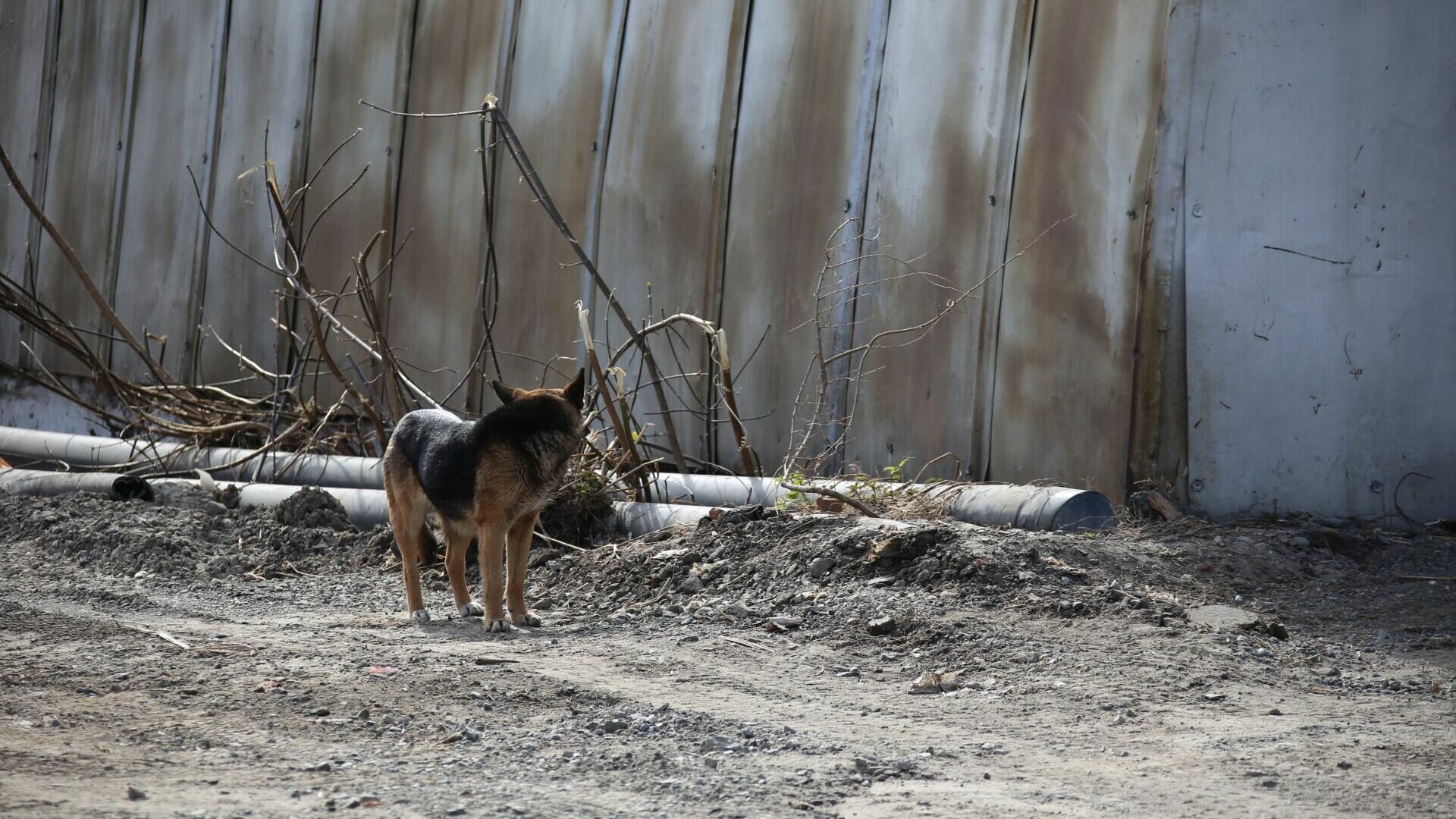 Следователи проверят информацию о нападении собак на жителей села Сюмси