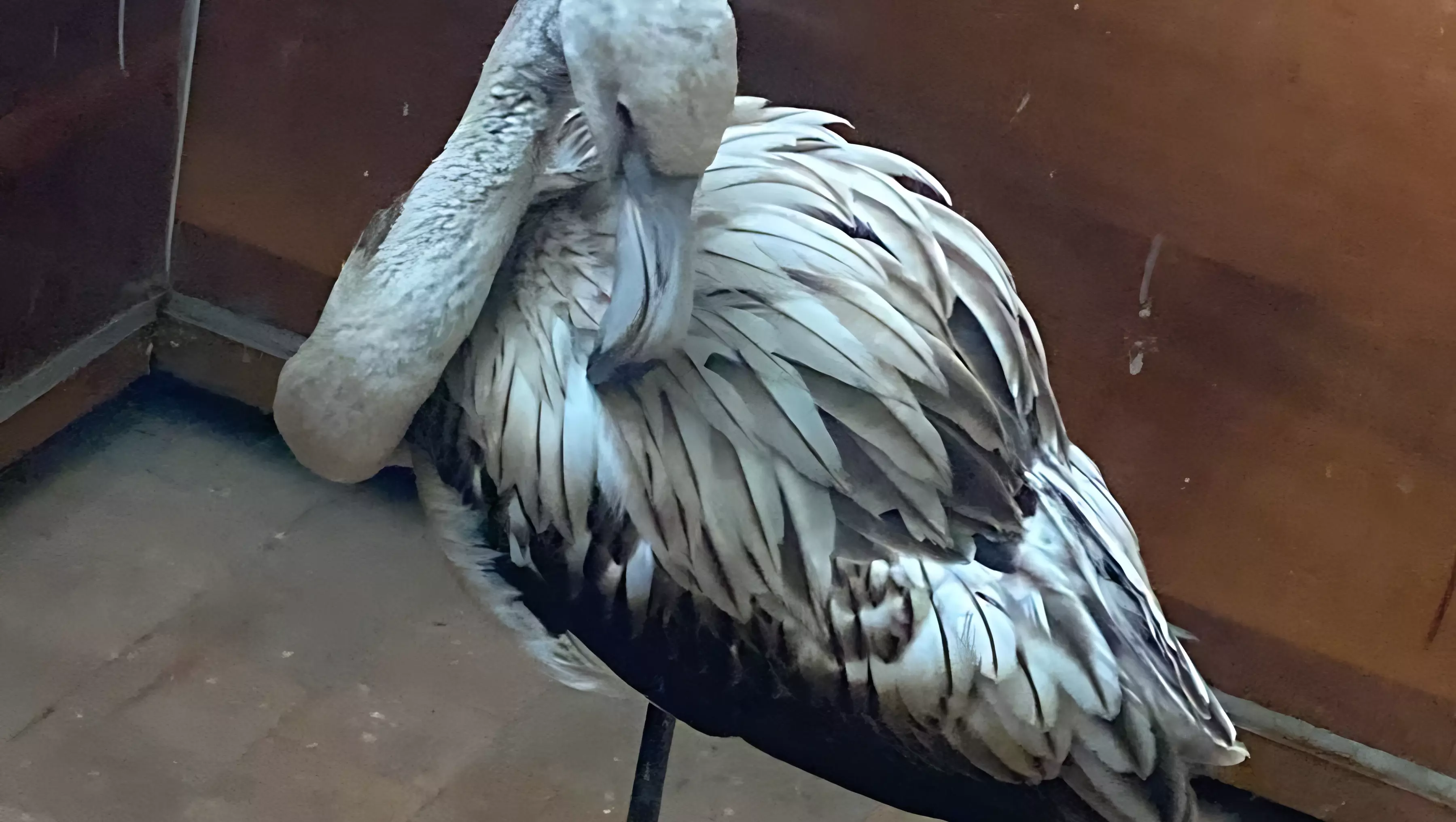 Замерзшего фламинго спасли и привезли в зоопарк Ижевска
