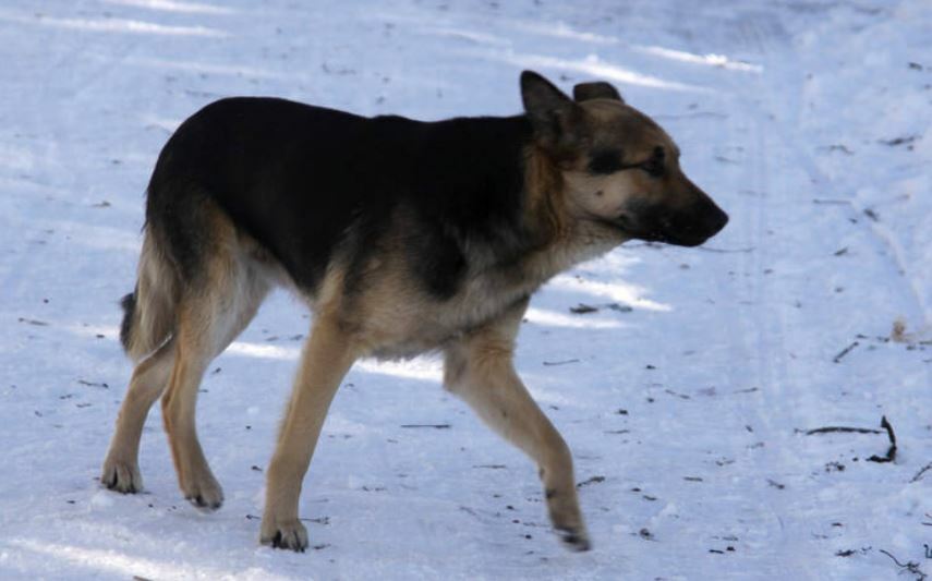 Альянс защитников животных в Удмуртии: «За собак страшно»