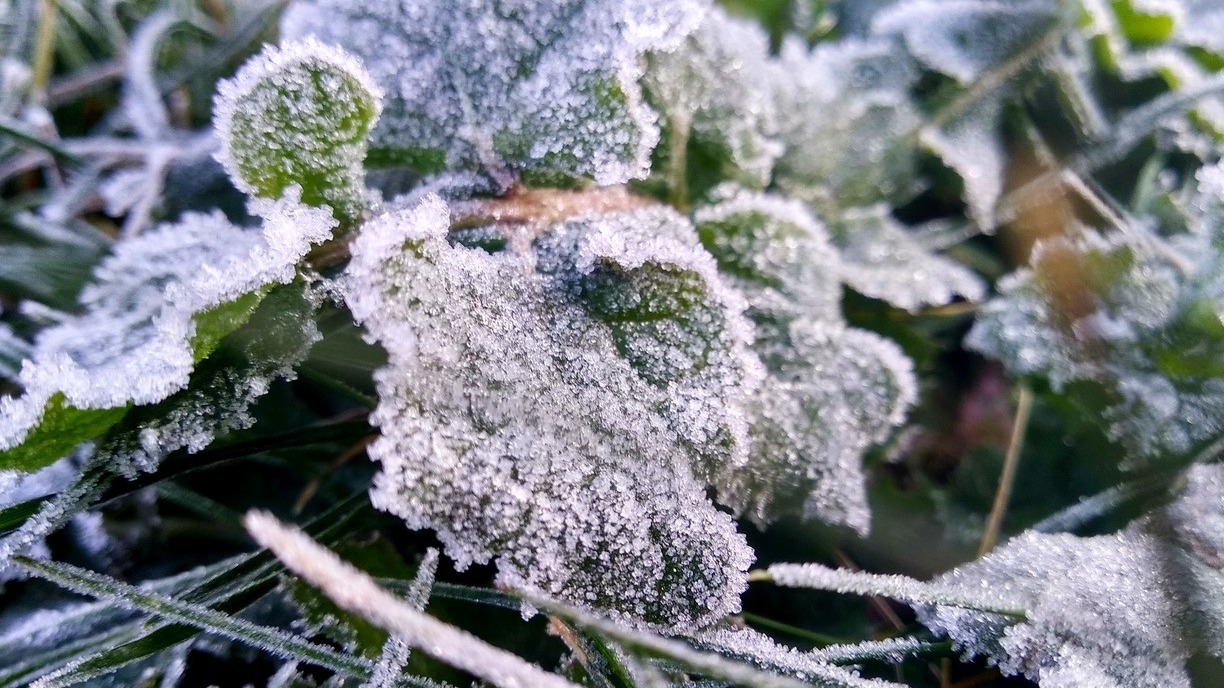 В Удмуртии сохранятся ночные заморозки на почве