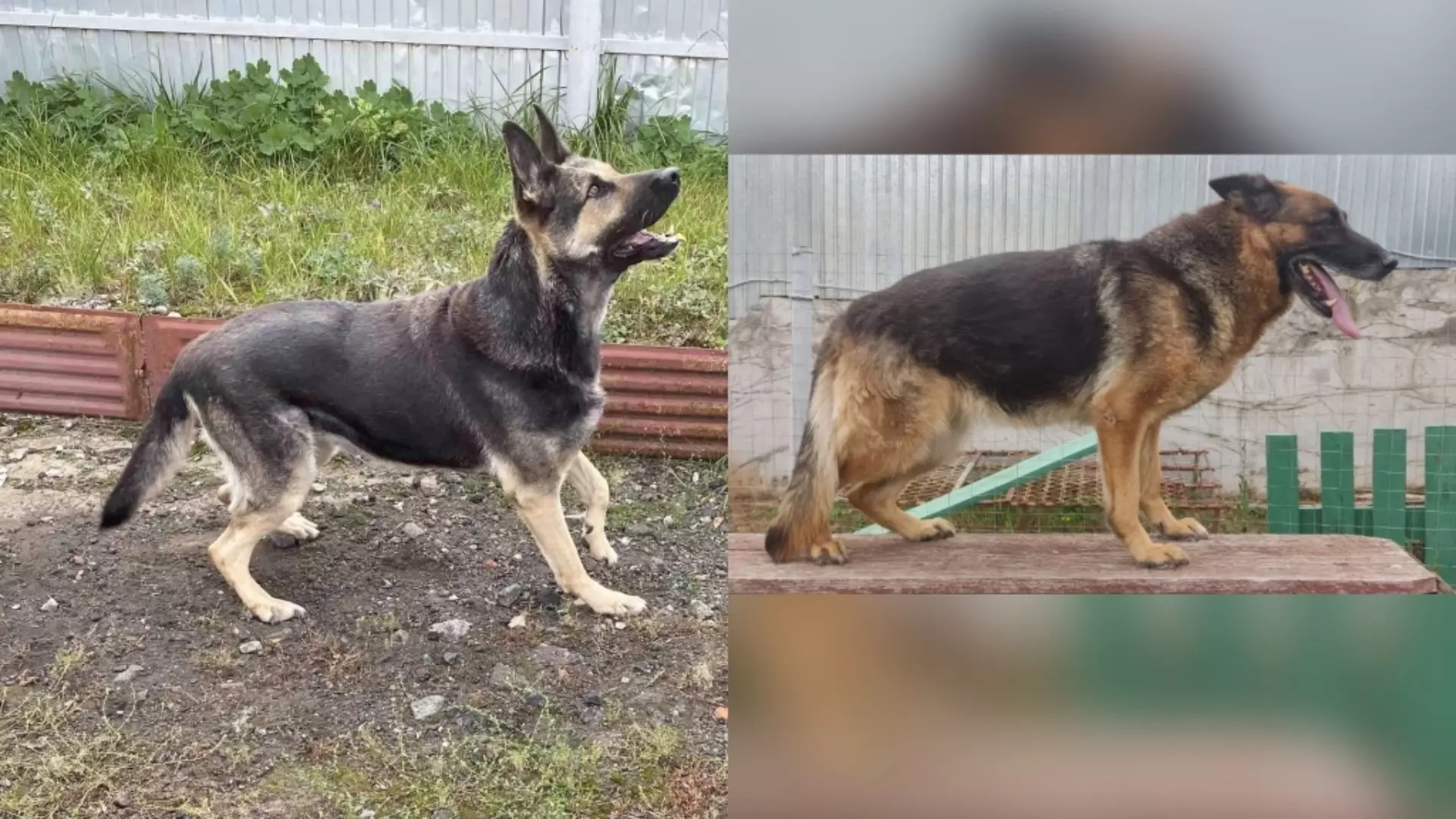 УФСИН Удмуртии ищет новый дом для своих собак-ветеранов