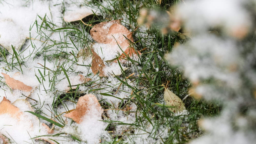 Снежная погода в Удмуртии привела к неблагоприятным условиям для зимовки озимых