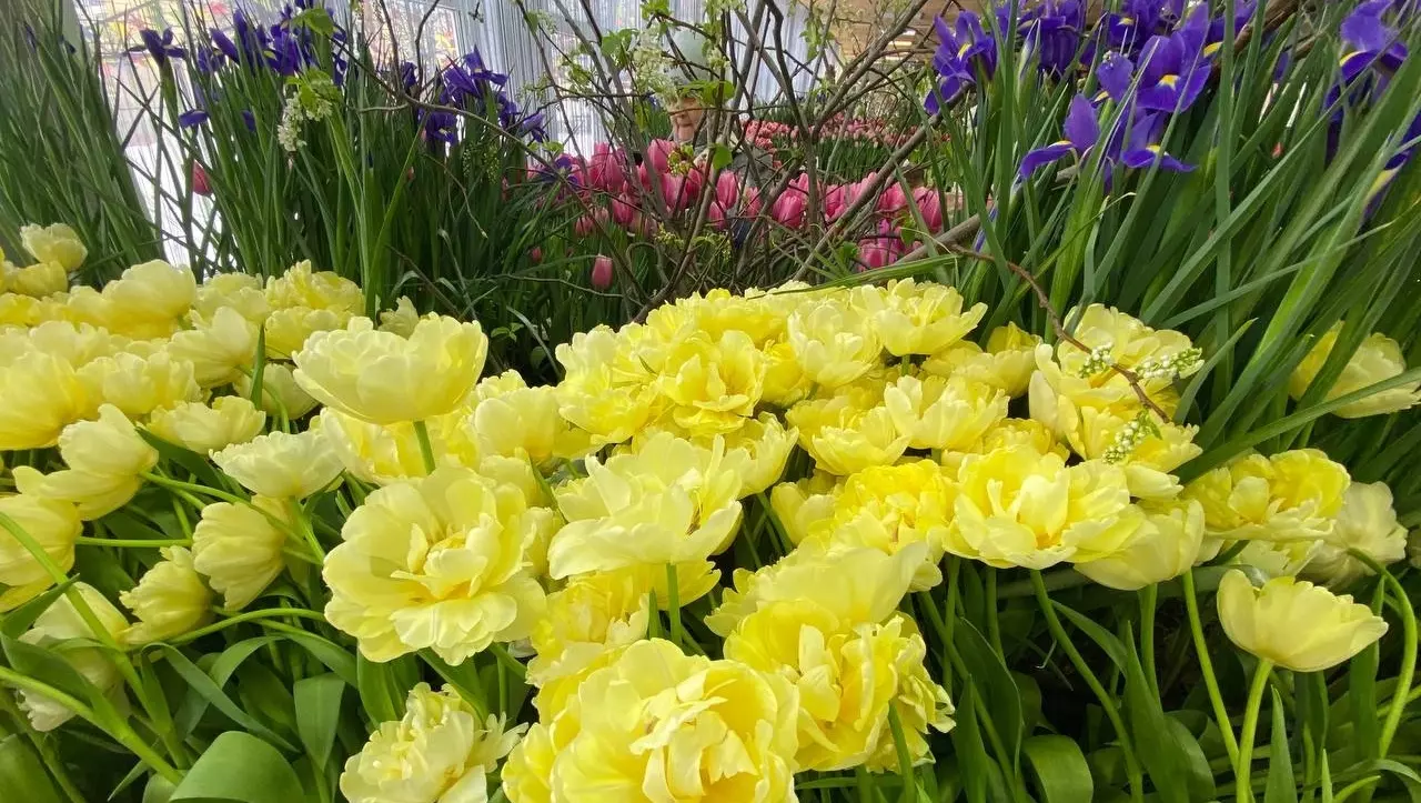 Без пяти минут весна: в «Русском доме» проходит фестиваль цветов
