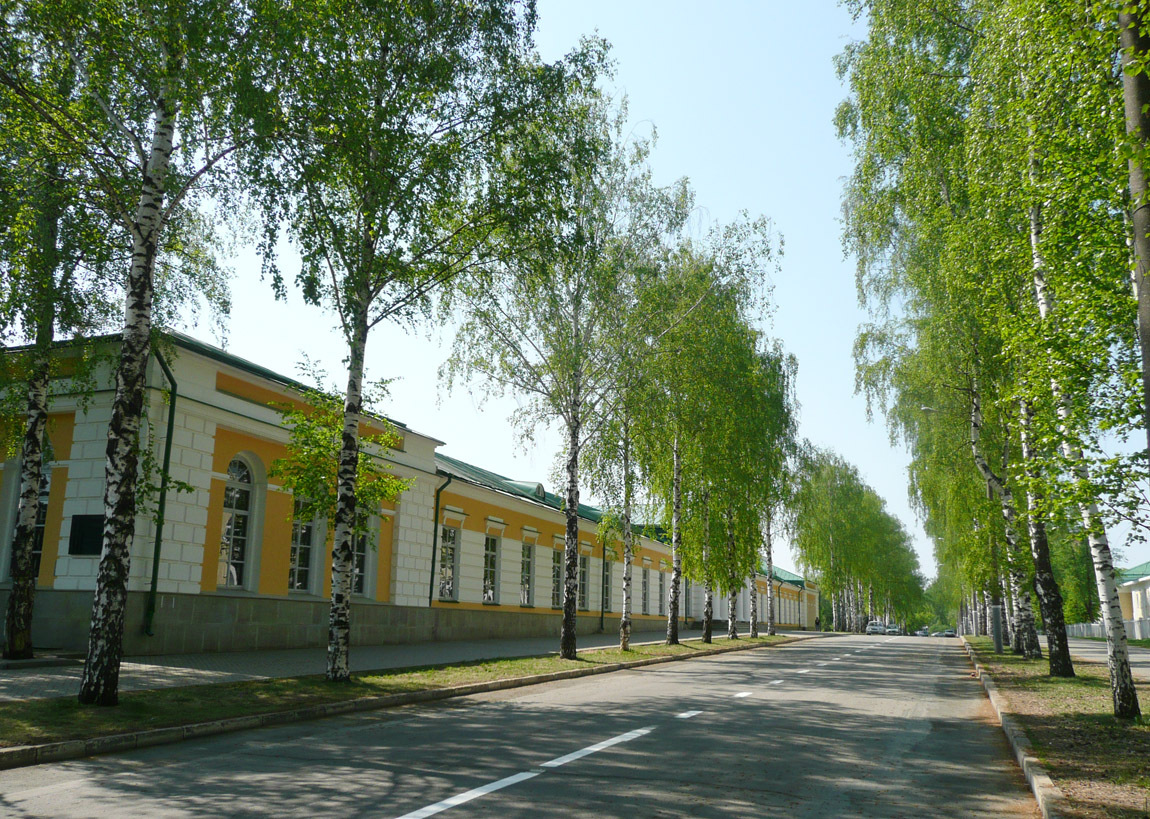 Березы по улице Наговицына