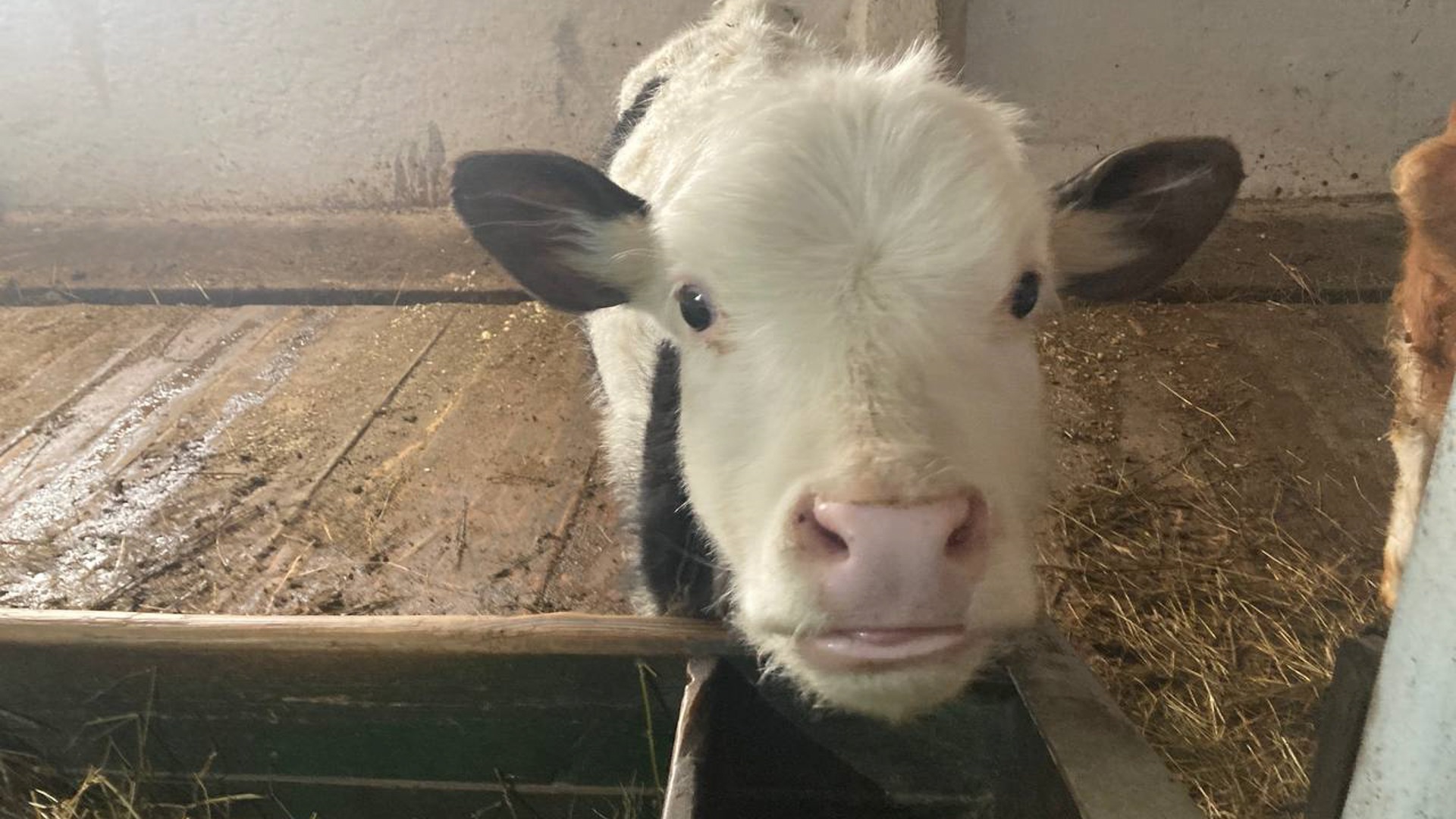 Грязь и плесень в молочном блоке: «нехорошую» ферму обнаружили в Удмуртии