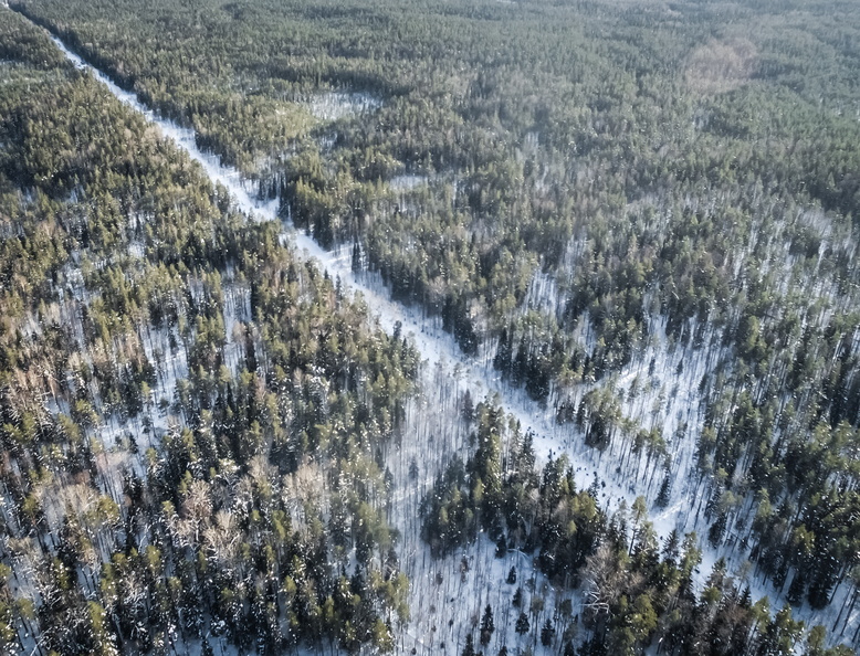 Из федерального бюджета на лесовосстановление Удмуртии выделят около 50 млн рублей