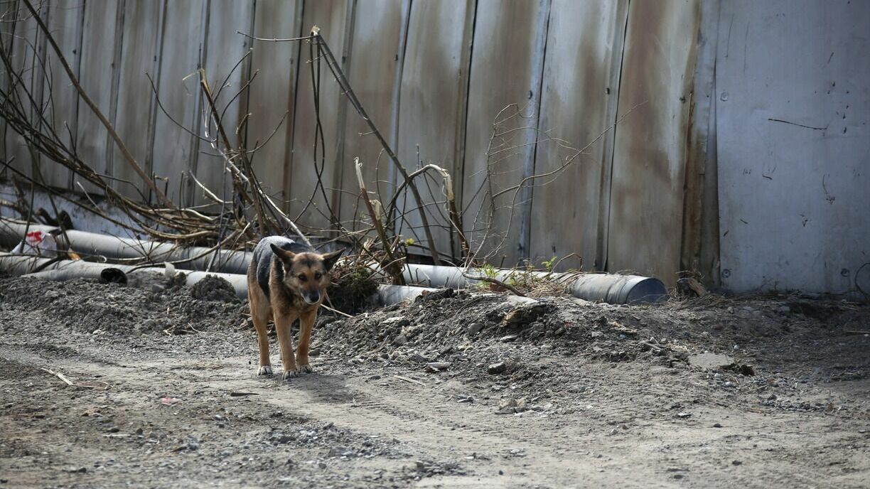 «Страшно ходить»: жители села Шаркан о бродячих собаках