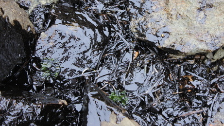Лесной фонд в Можгинском лесничестве загрязнили нефтепродуктами