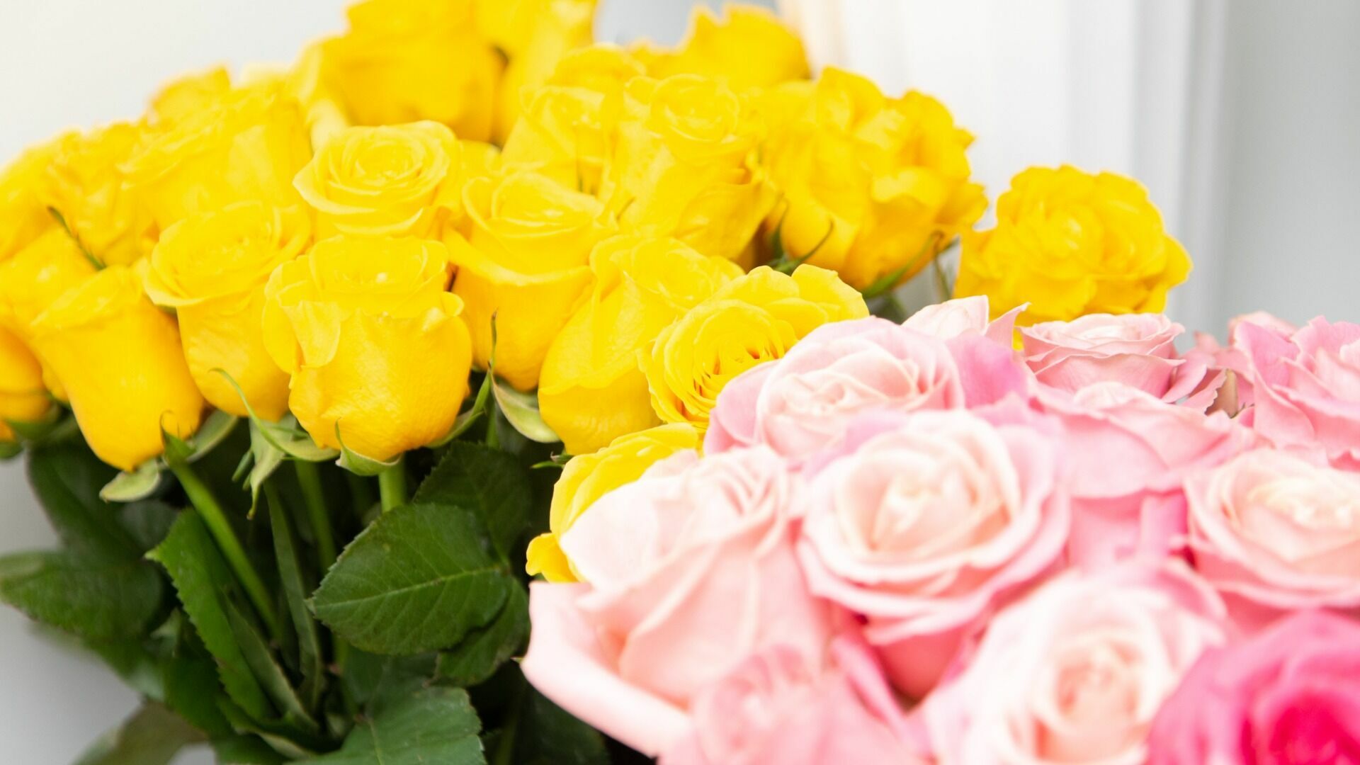 Аграрии Удмуртии планируют захватить 20% российского рынка срезанных роз