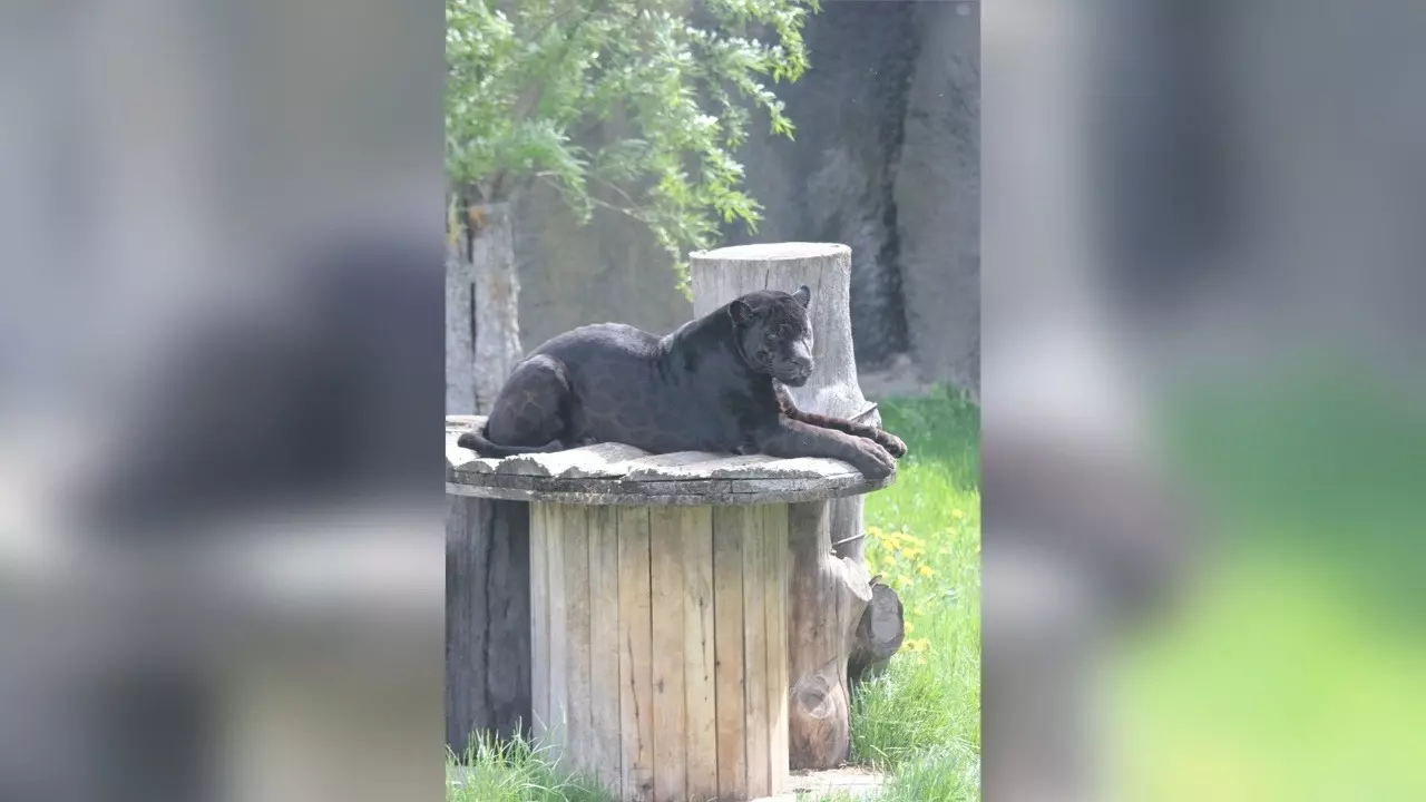 В зоопарке Ижевска свой юбилей отметил ягуар по кличке Атау