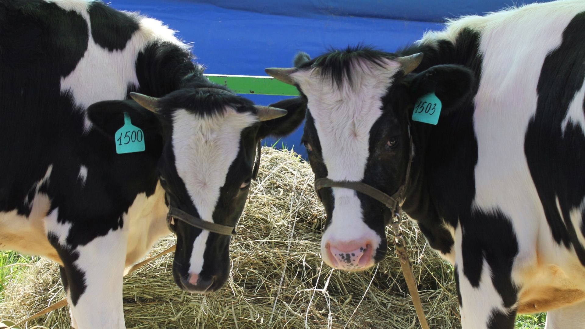Удмуртия в нынешнем году может поставить новый рекорд производства молока