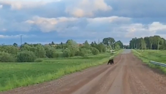 Медведя на дороге возле деревни заметили жители Удмуртии