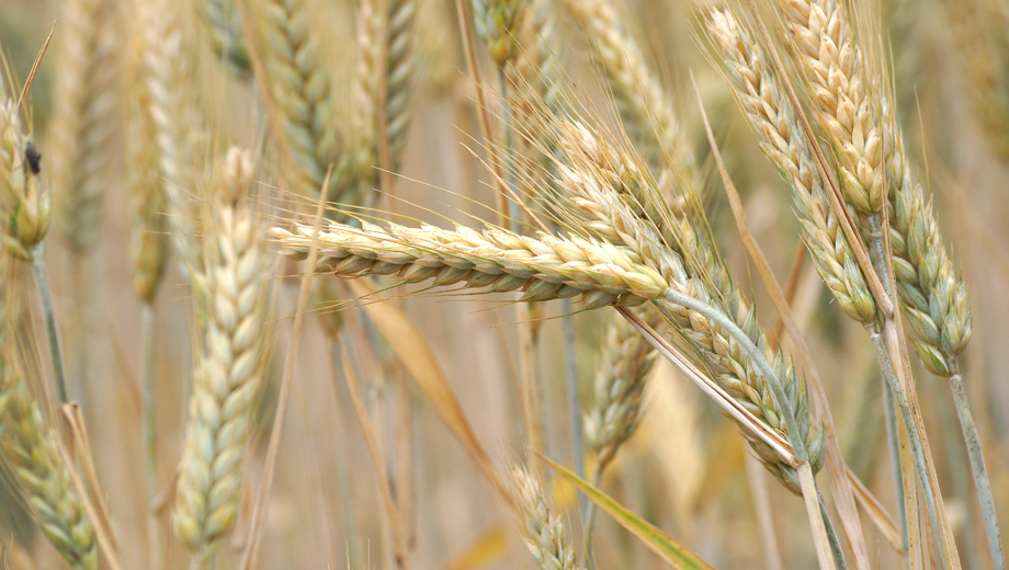 Недобор урожая зерна из-за засухи в Удмуртии составил 207,2 тысячи тонн