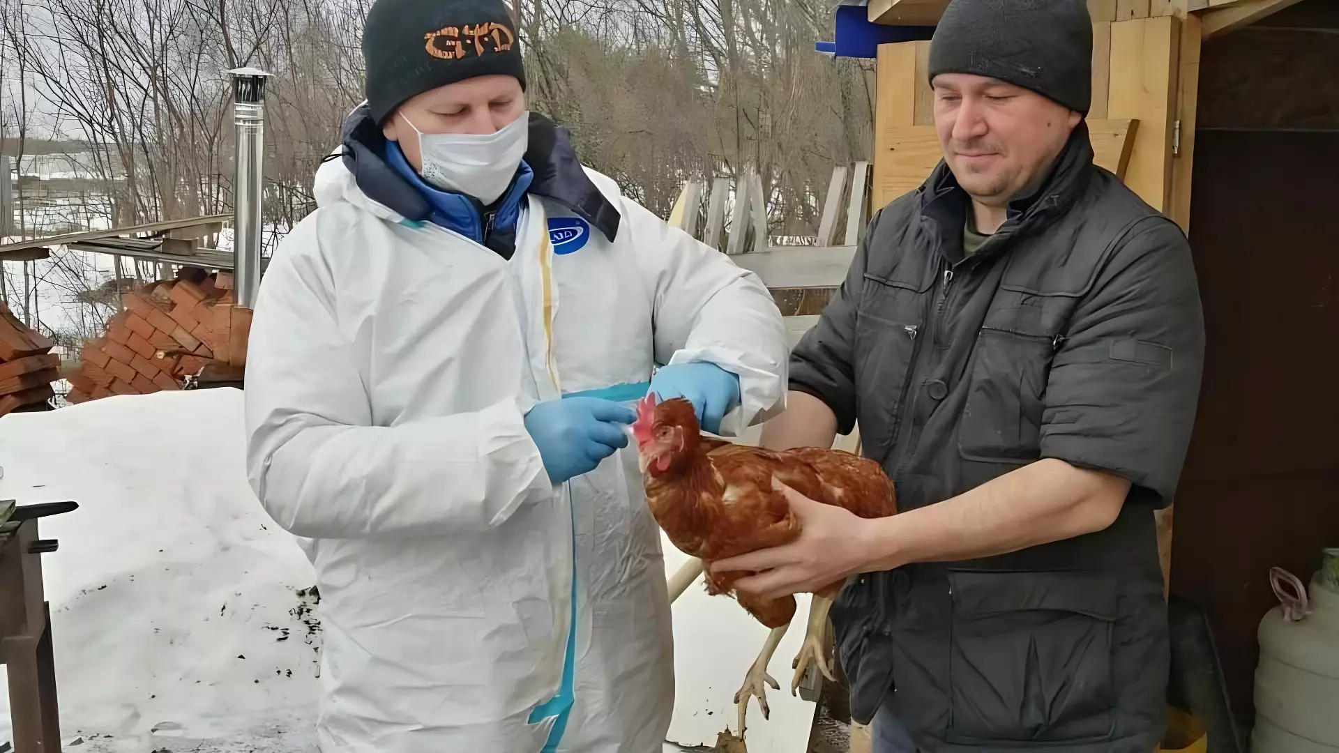 Вакцинация птиц от высокопатогенного гриппа началась в Глазовском районе Удмуртии