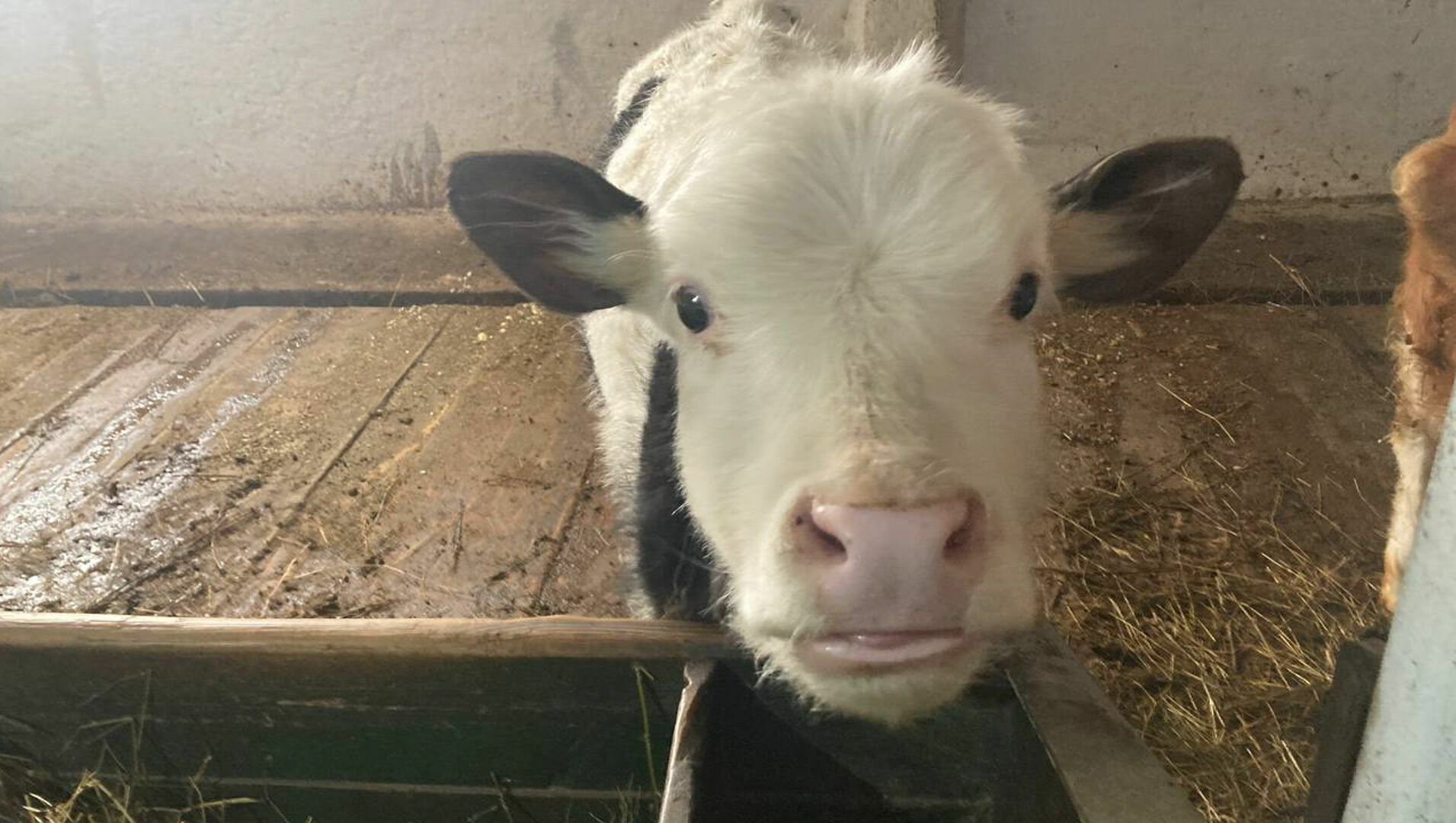 Фермеры из Удмуртии: «Наше молоко переработчики не берут, мы никому не нужны»