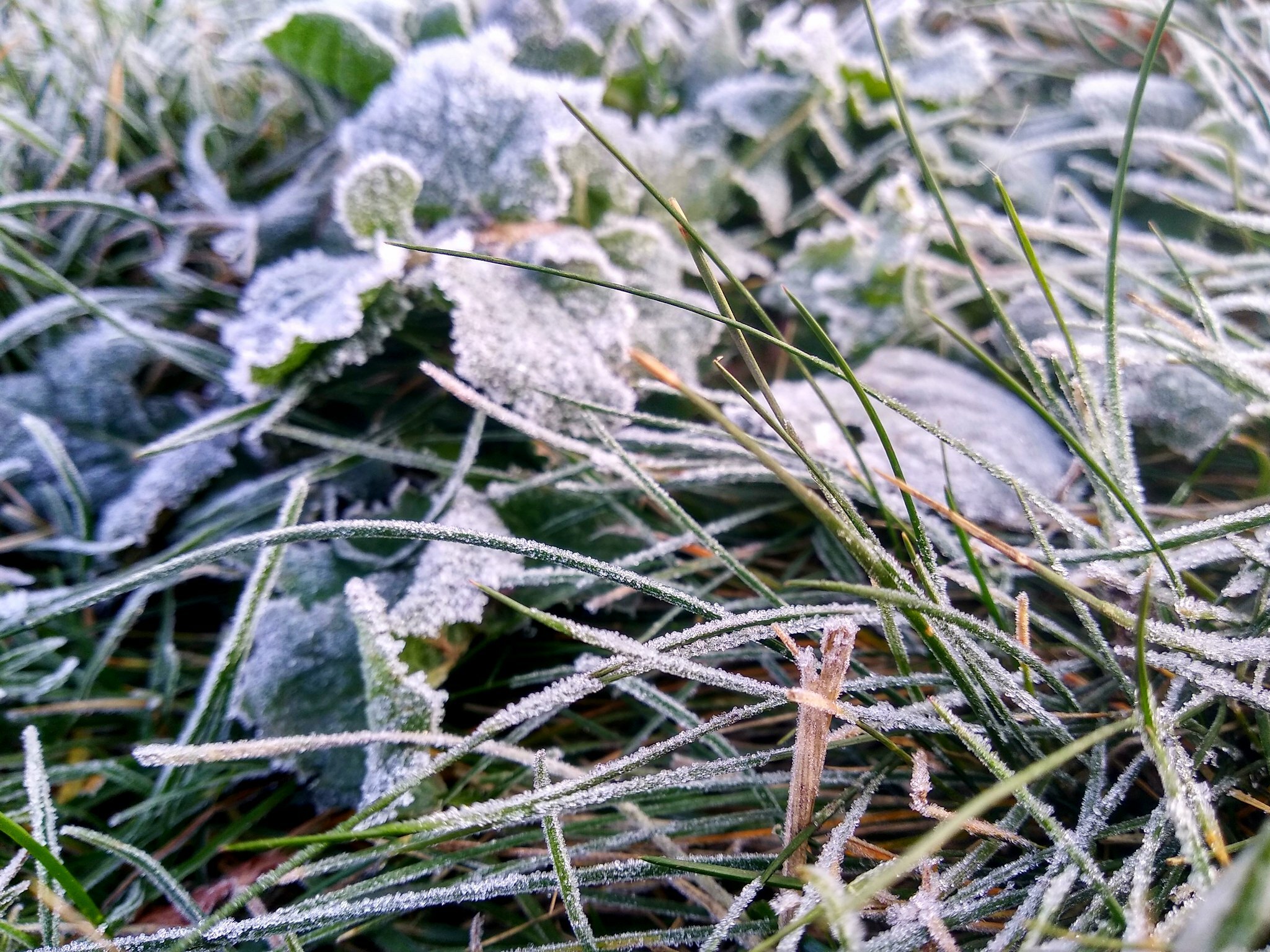 В последний день августа в Удмуртии возможны заморозки на почве