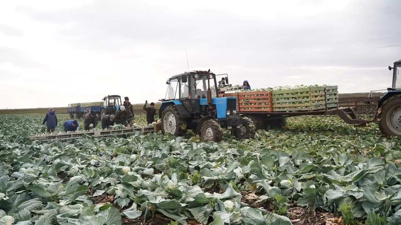 3855 тонн овощей из «борщевого набора» собрали аграрии Удмуртии