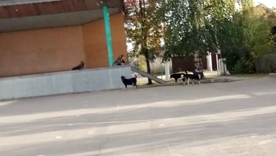 «Бросаются на людей»: жители Малой Пурги отбиваются от бездомных псов