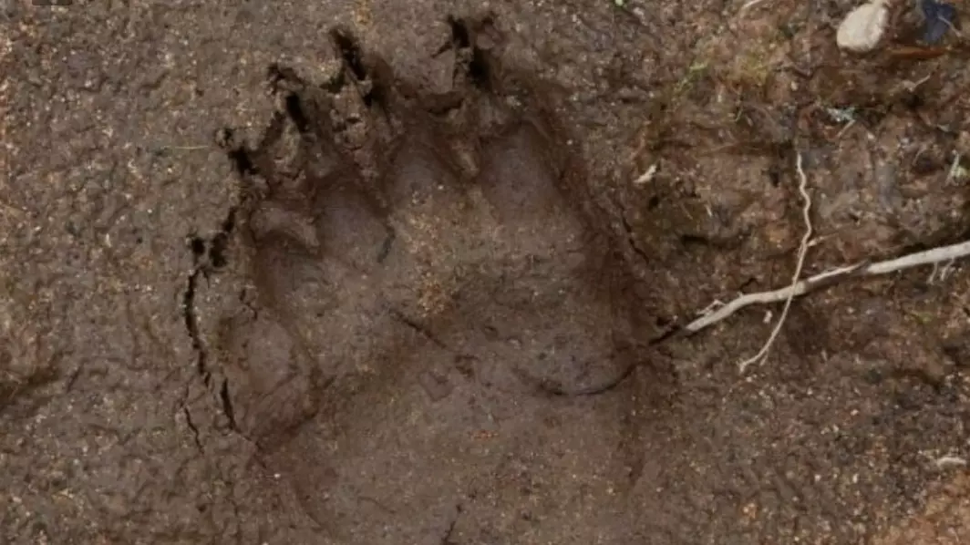 Трихинеллез выявили у добытого в Балезинском районе медведя