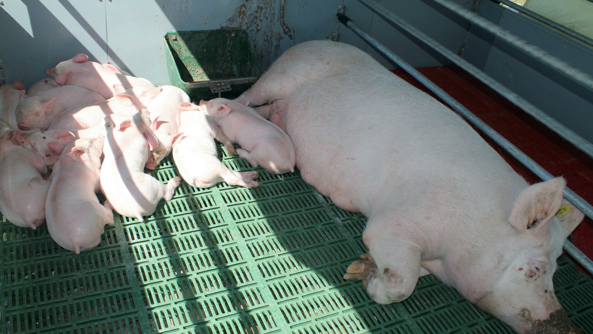 ООО «Увинский мясокомбинат» обвинили в нарушении ветеринарного законодательства