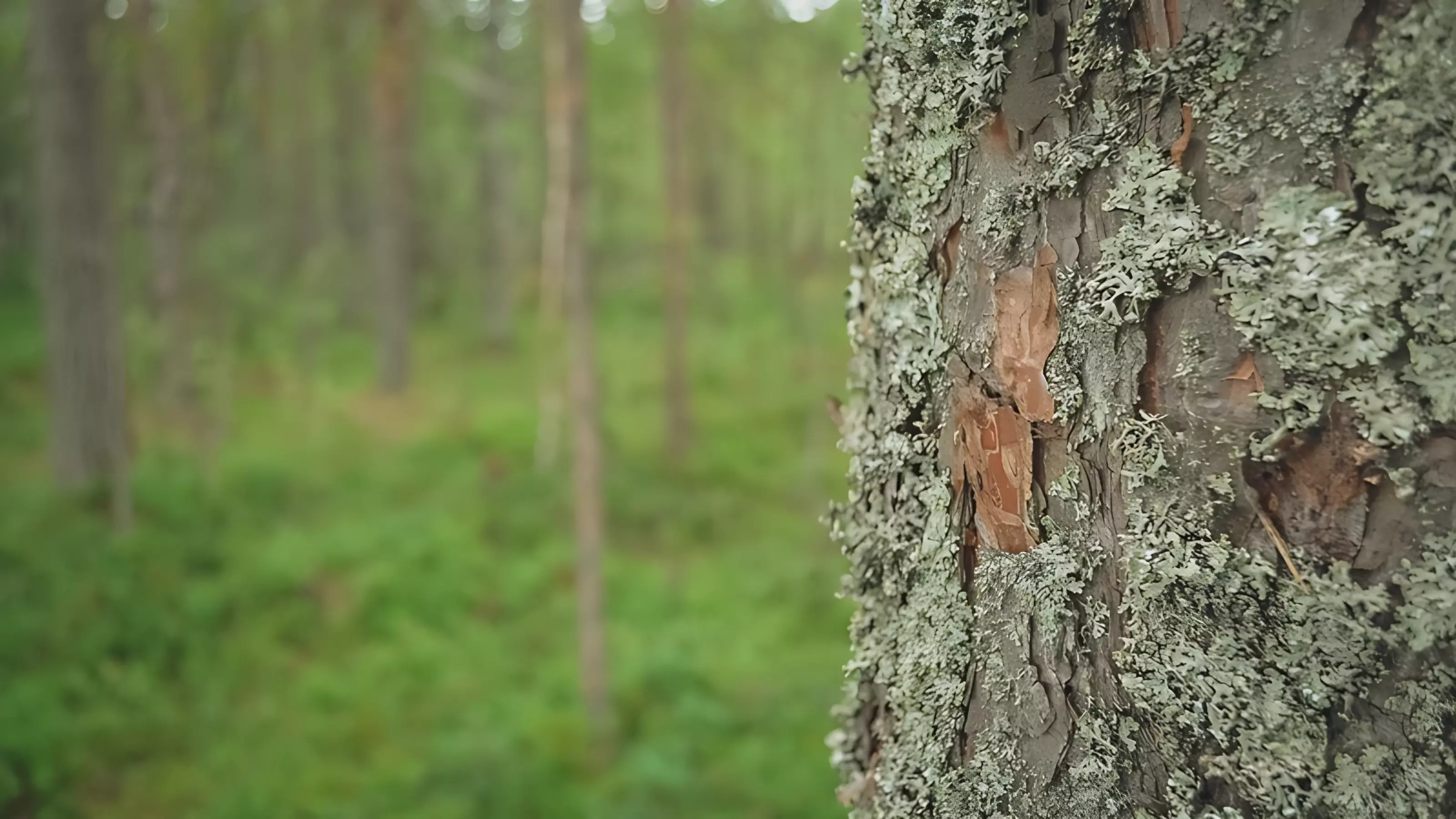 Житель Удмуртии ответит за рубку более 100 деревьев